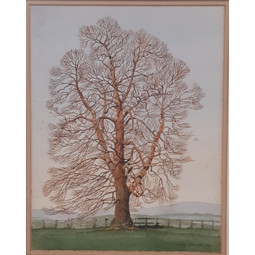 1613 - John Gooch - 'Sweet Chestnut (Abberley)' (1979), watercolour on paper, signed and dated below, inscr... 