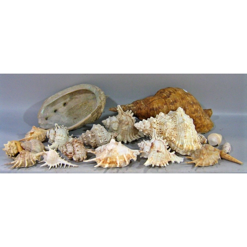 540 - A large collection of exotic tropical seashells including Conch, Tiger, and Sea Urchins.