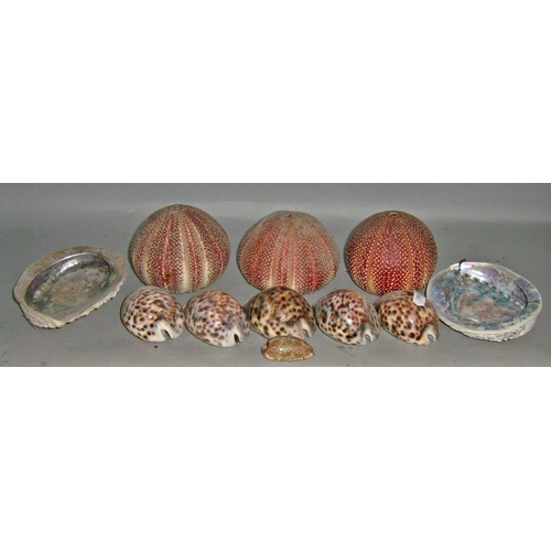 540 - A large collection of exotic tropical seashells including Conch, Tiger, and Sea Urchins.