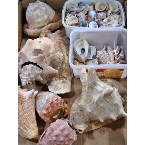 540 - A large collection of exotic tropical seashells including Conch, Tiger, and Sea Urchins.