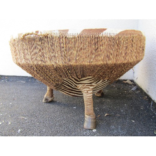 1570 - An African Zebra skin drum table, on hoof supports, 55cm high, 87cm diameter.