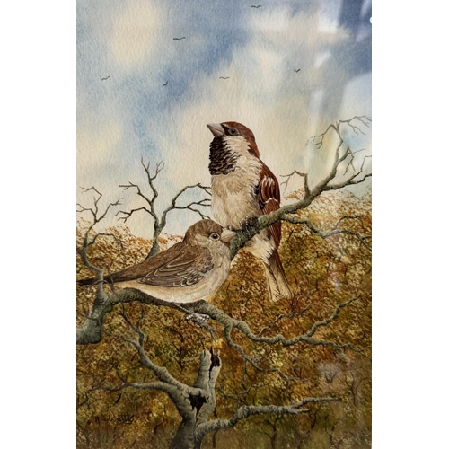 1666 - A.J. Watts (Contemporary) - Three watercolours, to include: 'Yellow Hammers', 'House Sparrows' and a... 