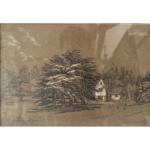 1685 - Two 19th century landscape studies: Thomas Lound (1802 - 1861) - 'Cedar Trees in Richmond Trees', pe... 