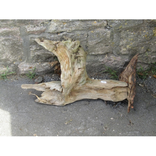 1004 - A small moss encrusted sculptural tree root, 25 cm high x 50 cm approx together with one other (2)