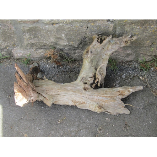 1004 - A small moss encrusted sculptural tree root, 25 cm high x 50 cm approx together with one other (2)