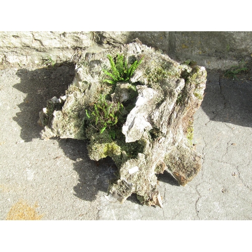 1004 - A small moss encrusted sculptural tree root, 25 cm high x 50 cm approx together with one other (2)