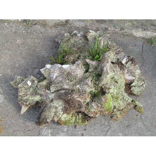 1004 - A small moss encrusted sculptural tree root, 25 cm high x 50 cm approx together with one other (2)