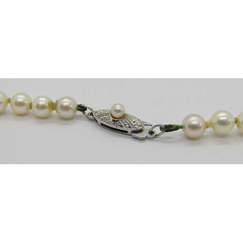 415 - Mikimoto pearl necklace with silver clasp, retailed by Lane Crawford, Hong Kong, sixty-eight pearls ... 