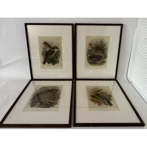 1924 - After Johannes Gerardus Keulemans (Dutch, 1842-1912) - A Set of Nine Chromolithographic prints of bi... 