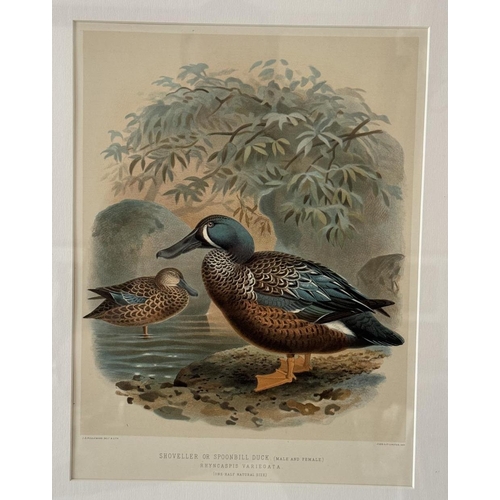 1924 - After Johannes Gerardus Keulemans (Dutch, 1842-1912) - A Set of Nine Chromolithographic prints of bi... 