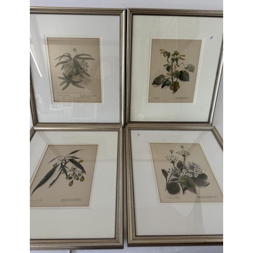 1927 - After Emily Cumming Harris (1837-1925) - A set of ten hand-coloured lithographs of botanical studies... 