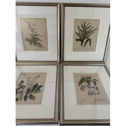 1927 - After Emily Cumming Harris (1837-1925) - A set of ten hand-coloured lithographs of botanical studies... 