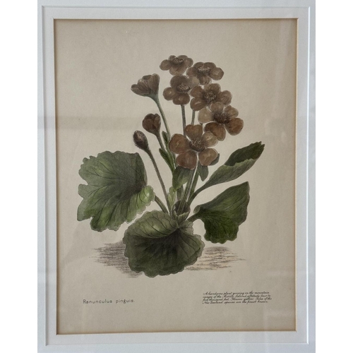 1927 - After Emily Cumming Harris (1837-1925) - A set of ten hand-coloured lithographs of botanical studies... 