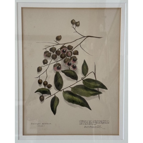 1927 - After Emily Cumming Harris (1837-1925) - A set of ten hand-coloured lithographs of botanical studies... 