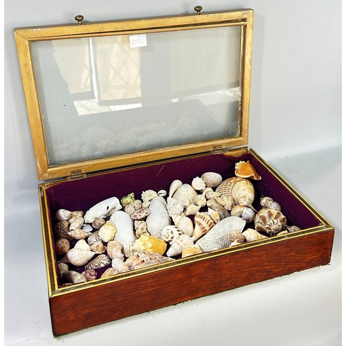 694 - A table top vitrine with a collection of shells