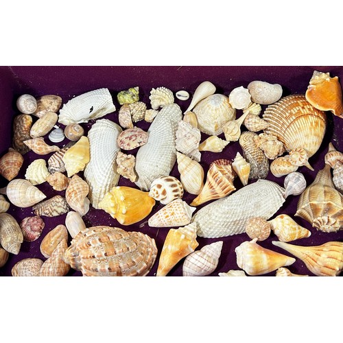 694 - A table top vitrine with a collection of shells