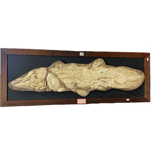 759 - A mounted cast fossil of a Coelacanth Axelrodichthys Lower Cretaceous Brazil, in a wooded frame 121c... 