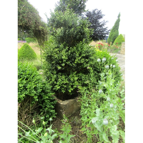 1081 - A large weathered natural stone planter of rounded squared form, with a well established box topiary... 