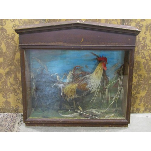 1183 - Taxidermy Interest - A stuffed and mounted cockerel set within a glazed cabinet with architectural a... 