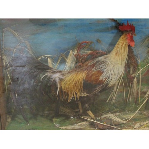 1183 - Taxidermy Interest - A stuffed and mounted cockerel set within a glazed cabinet with architectural a... 