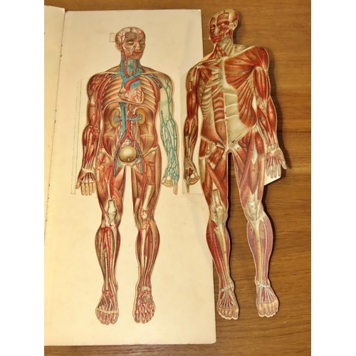 587 - Graphic design interest -Philip's Popular Manikin or Model of the Human Body edited by W S Furneaux,... 