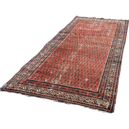 1648 - An Antique Seraband carpet with an all over paisley pattern on a red ground, worn in places, 274cm x... 