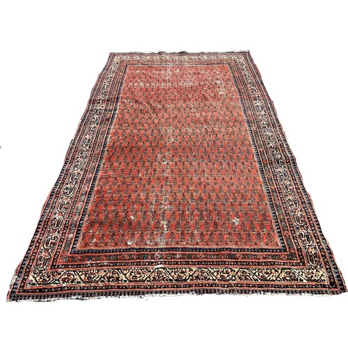 1648 - An Antique Seraband carpet with an all over paisley pattern on a red ground, worn in places, 274cm x... 