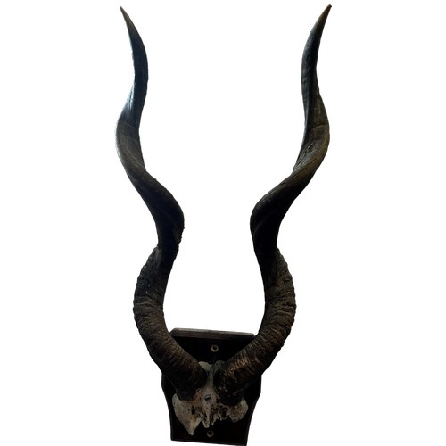 360 - A pair of vintage mounted Kudo horns on a wooden backing 62cm long.