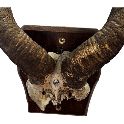 360 - A pair of vintage mounted Kudo horns on a wooden backing 62cm long.