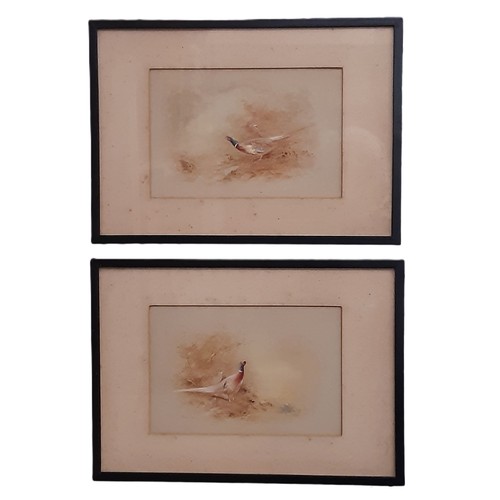 1681 - James Stinton (1870-1961) - Pair of watercolours depicting pheasants in woodland scene, both signed ... 