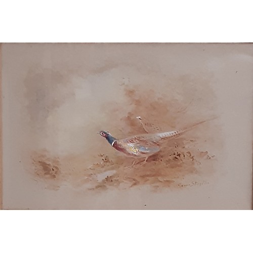 1681 - James Stinton (1870-1961) - Pair of watercolours depicting pheasants in woodland scene, both signed ... 