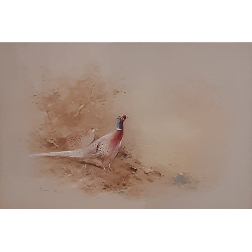 1681 - James Stinton (1870-1961) - Pair of watercolours depicting pheasants in woodland scene, both signed ... 