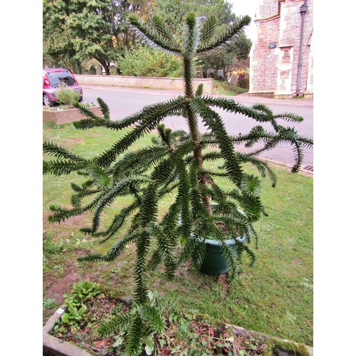 1037 - An established monkey puzzle tree, planted in a moulded plastic tub, 170cm approx