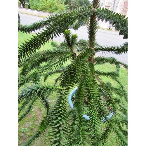 1037 - An established monkey puzzle tree, planted in a moulded plastic tub, 170cm approx