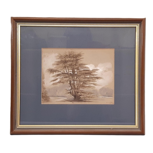 1704 - British School, 19th century - 'King's Bromley, Sept'r 5 1858' (Study of a cedar tree), watercolour ... 