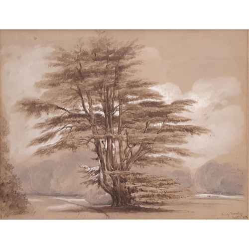 1704 - British School, 19th century - 'King's Bromley, Sept'r 5 1858' (Study of a cedar tree), watercolour ... 