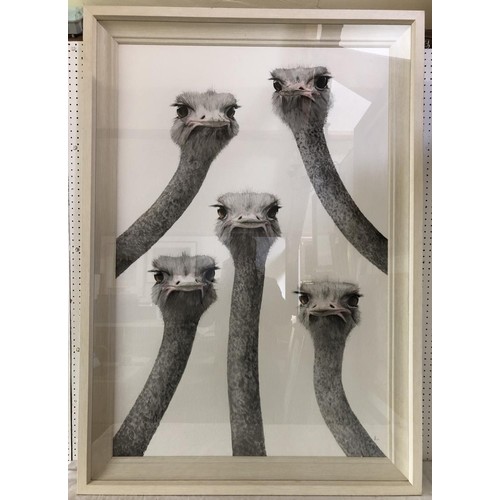 1765 - Dominique Salm (b.1972) 'Ostriches', watercolour on paper, signed in pencil below, mounting dimensio... 