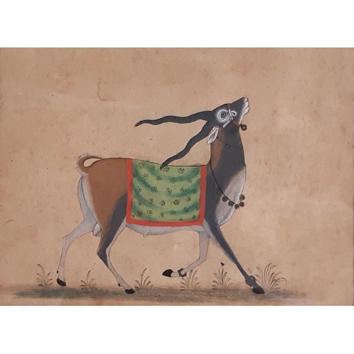 1865 - Two Indian Rajasthani paintings of prancing Blackbucks, watercolour on parchment paper, labelled ver... 