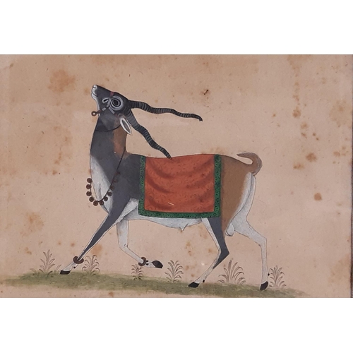 1865 - Two Indian Rajasthani paintings of prancing Blackbucks, watercolour on parchment paper, labelled ver... 