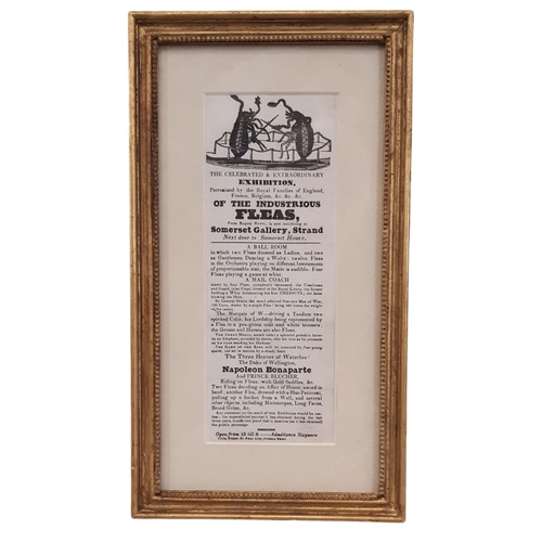 1866 - The Celebrated & Extraordinary Exhibition of the Industrious Fleas, Somerset Gallery, Strand, 19th c... 