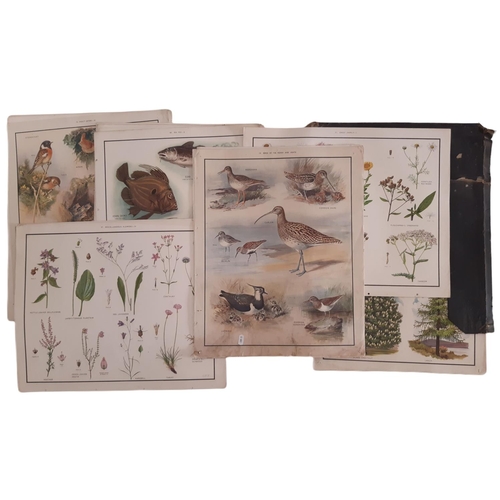 1894 - A folio containing a large quantity of schooling prints in colours - mostly ornithology, dendrology ... 