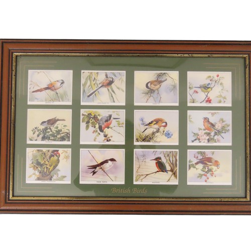 201 - Four framed sets of cigarette cards, to include British Birds, exotic birds and actors, largest fram... 