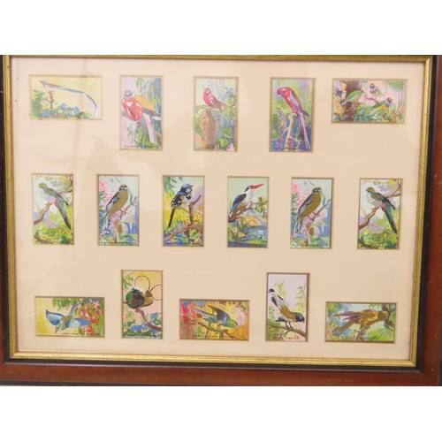 201 - Four framed sets of cigarette cards, to include British Birds, exotic birds and actors, largest fram... 