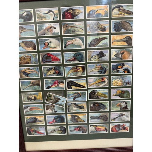 204 - Three framed sets of cigarette cards of British and exotic birds, 46 x 55 cm (3)