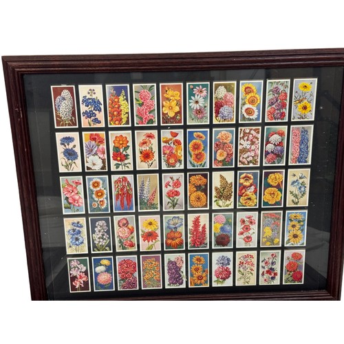 210 - Four framed sets of cigarette cards of flowers, 46 x 55 cm (4)