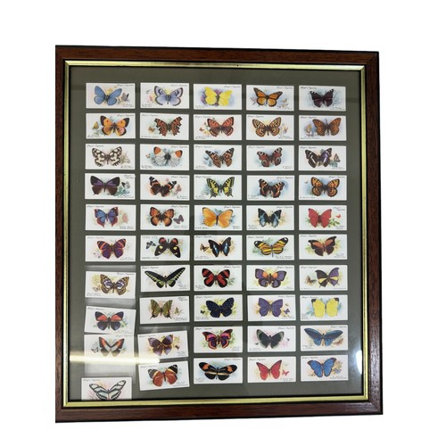 211 - Five framed sets of cigarette cards of butterflies, 46 x 55 cm (5)