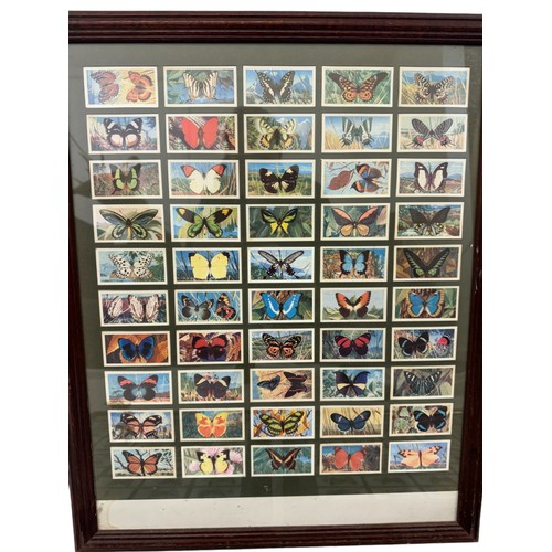 211 - Five framed sets of cigarette cards of butterflies, 46 x 55 cm (5)