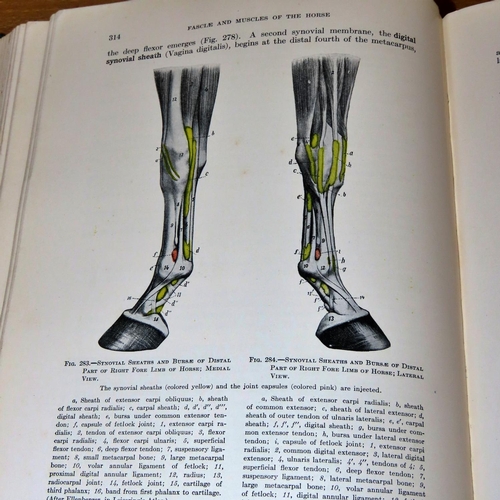 733 - Natural History interest to include Sisson's The Anatomy of Domestic Animals (1930), Step's Popular ... 