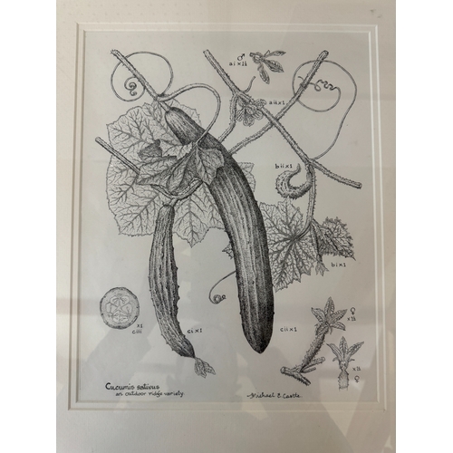 1991 - Three artworks by different artists, to include: Michael E. Castle - 'Ridge Cucumber', pen and ink, ... 