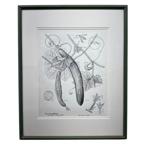 204 - Michael E. Castle - 'Ridge Cucumber', pen and ink, signed, with label and attached information verso... 